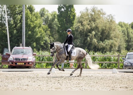 PRE, Wałach, 7 lat, 168 cm, Siwa
