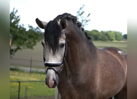 PRE Mix, Wałach, 7 lat, 170 cm, Siwa jabłkowita