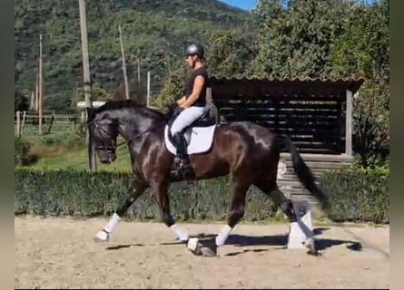 PRE Mix, Wałach, 7 lat, 175 cm, Kara