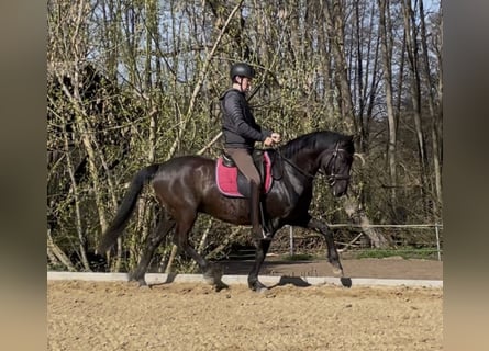PRE Mix, Wałach, 8 lat, 160 cm, Ciemnogniada
