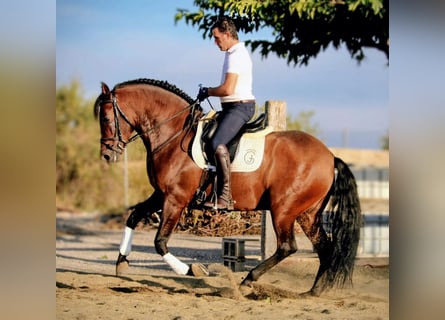 PRE Mix, Wałach, 8 lat, 162 cm, Gniada