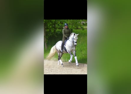 PRE, Wałach, 8 lat, 166 cm, Siwa