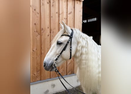 PRE, Wałach, 9 lat, 154 cm, Siwa