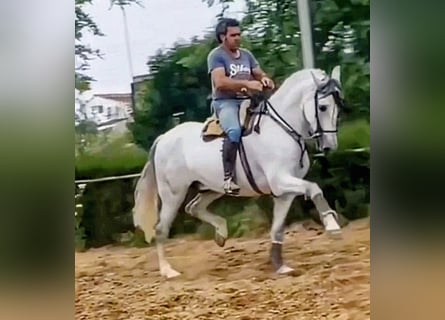 PRE Mix, Wałach, 9 lat, 163 cm, Siwa jabłkowita