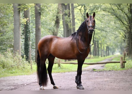 PRE, Wałach, 9 lat, 164 cm, Gniada