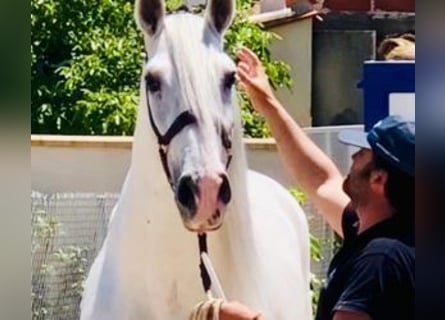 PRE Mix, Wałach, 9 lat, 165 cm, Siwa