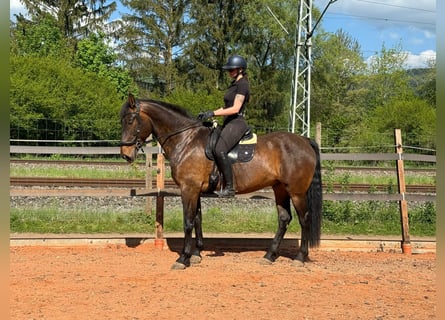 PRE Mix, Wałach, 9 lat, 169 cm, Gniada
