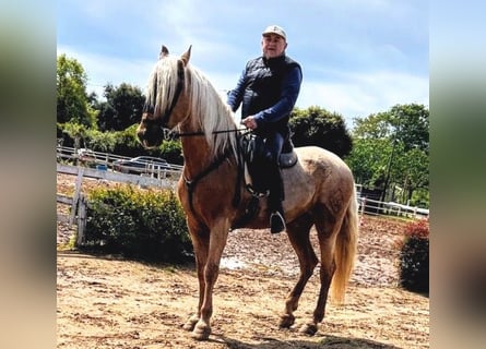 PRE Mix, Wałach, 9 lat, 170 cm, Izabelowata