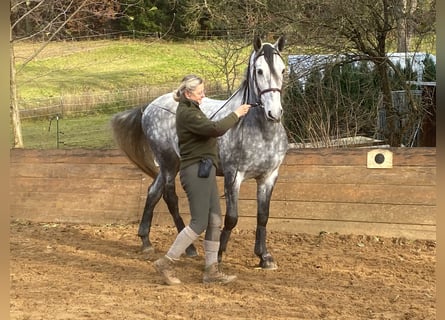 PRE Mix, Wałach, 9 lat, 170 cm, Siwa jabłkowita