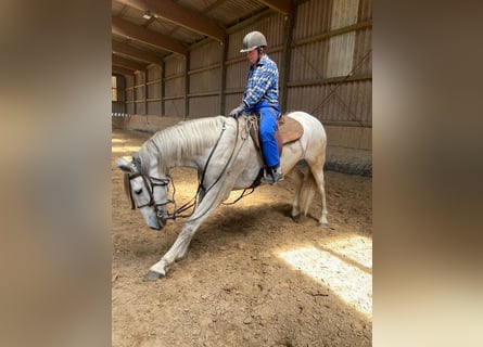 PRE, Wałach, 9 lat, 172 cm, Siwa