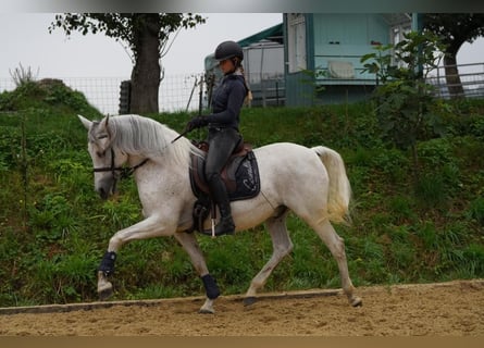 PRE Mix, Wałach, 14 lat, 164 cm, Siwa w hreczce