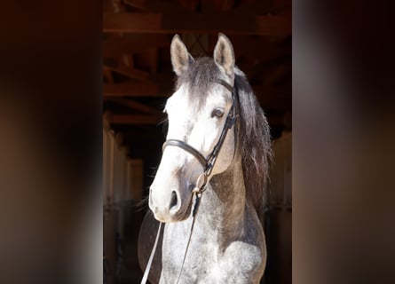 PRE, Wałach, 7 lat, 170 cm, Siwa jabłkowita