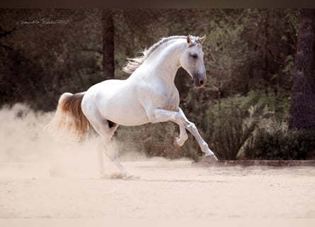 PRE Mix, Wałach, 8 lat, 169 cm, Siwa