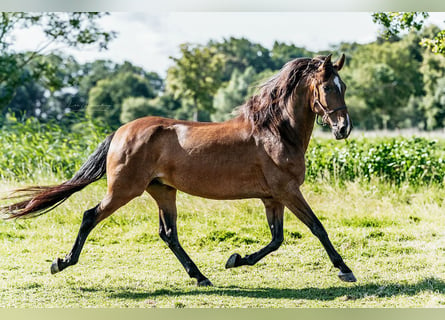 PRE Mix, Wałach, 9 lat, 167 cm, Gniada