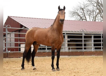 PRE Mix, Wallach, 10 Jahre, 160 cm, Falbe