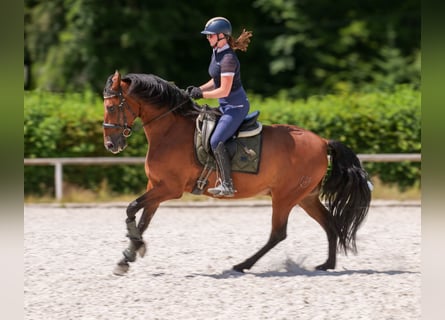 PRE, Wallach, 10 Jahre, 162 cm, Brauner