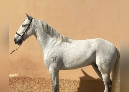 PRE Mix, Wallach, 10 Jahre, 162 cm, Schimmel