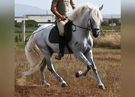 PRE, Wallach, 10 Jahre, 162 cm, Schimmel