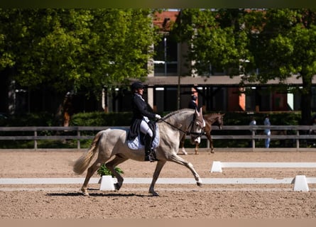 PRE Mix, Wallach, 10 Jahre, 165 cm, Cremello