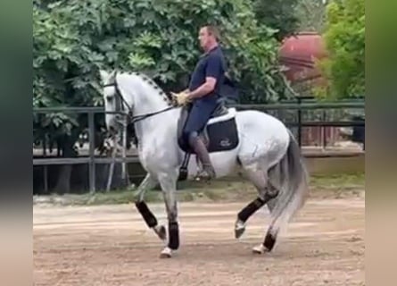 PRE Mix, Wallach, 10 Jahre, 166 cm, Schimmel