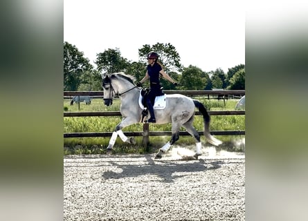 PRE, Wallach, 10 Jahre, 167 cm, Fliegenschimmel