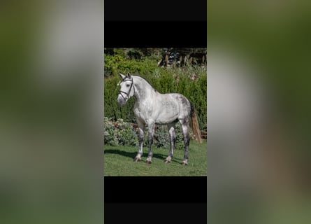 PRE, Wallach, 10 Jahre, 168 cm, Fliegenschimmel