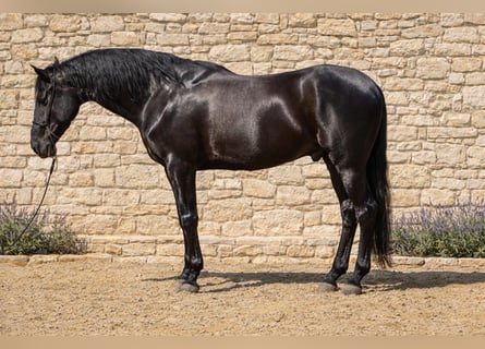 PRE, Wallach, 10 Jahre, 170 cm, Rappe