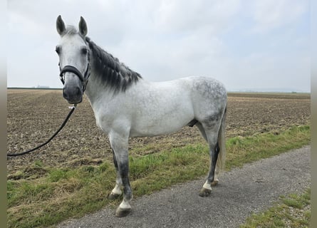 PRE Mix, Wallach, 10 Jahre, Apfelschimmel