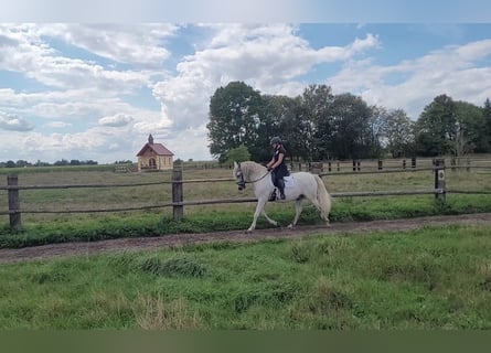 PRE, Wallach, 11 Jahre, 156 cm, Schimmel