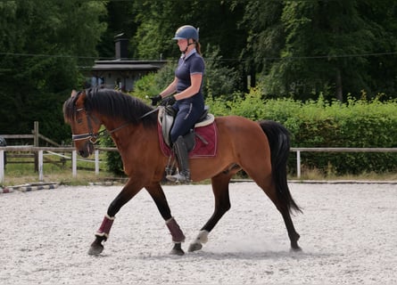PRE Mix, Wallach, 11 Jahre, 157 cm, Brauner