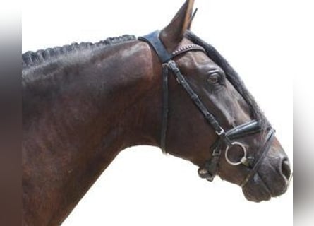 PRE Mix, Wallach, 11 Jahre, 160 cm, Rotbrauner