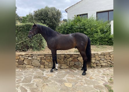 PRE Mix, Wallach, 11 Jahre, 162 cm, Dunkelbrauner