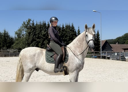 PRE Mix, Wallach, 11 Jahre, 172 cm, Schimmel