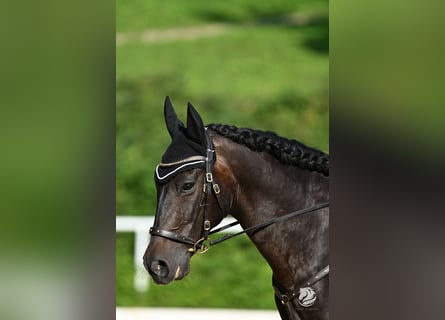 PRE Mix, Wallach, 12 Jahre, 155 cm, Brauner