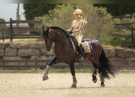 PRE Mix, Wallach, 12 Jahre, 163 cm, Dunkelbrauner