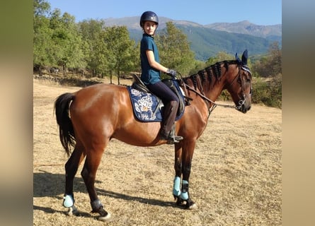 PRE Mix, Wallach, 12 Jahre, 165 cm, Brauner