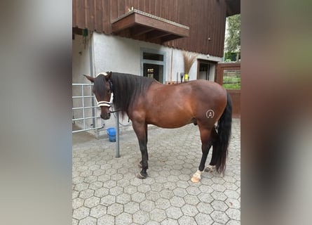 PRE Mix, Wallach, 13 Jahre, 156 cm, Brauner