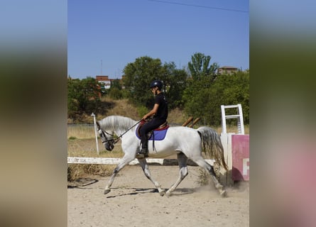 PRE Mix, Wallach, 13 Jahre, 167 cm, Schimmel