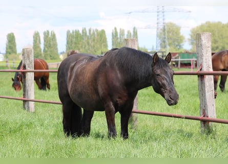 PRE, Wallach, 14 Jahre, 161 cm, Rappe