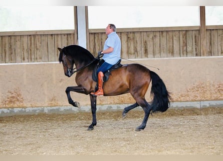 PRE Mix, Wallach, 14 Jahre, 170 cm, Brauner