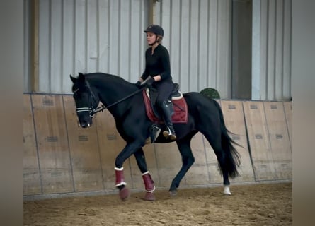 PRE Mix, Wallach, 15 Jahre, 155 cm, Rappe