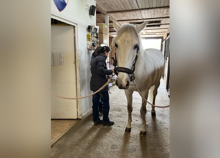 PRE Mix, Wallach, 15 Jahre, 160 cm, Rotschimmel