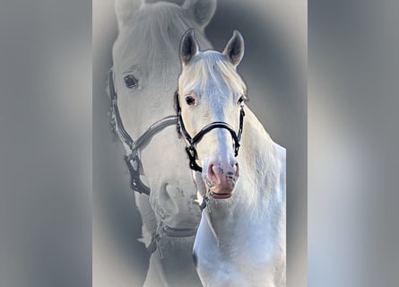 PRE, Wallach, 15 Jahre, 162 cm, Apfelschimmel
