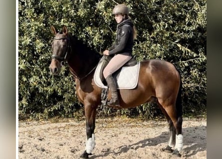 PRE, Wallach, 15 Jahre, 162 cm, Brauner