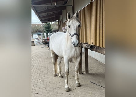 PRE Mix, Wallach, 15 Jahre, Schimmel