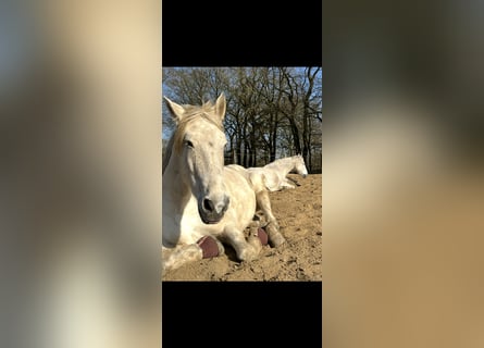PRE Mix, Wallach, 15 Jahre, Schimmel