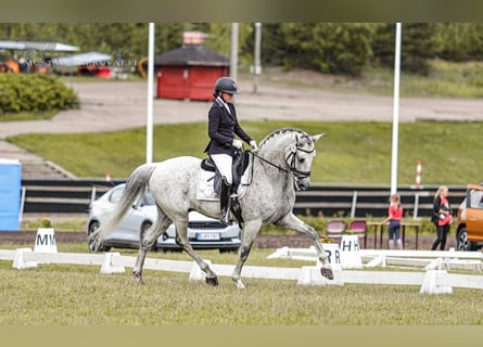 PRE, Wallach, 16 Jahre, 168 cm, Schimmel