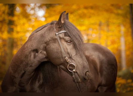 PRE, Wallach, 18 Jahre, 152 cm, Schwarzbrauner