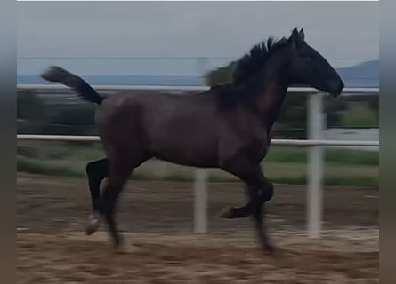 PRE, Wallach, 1 Jahr, 150 cm, Schimmel