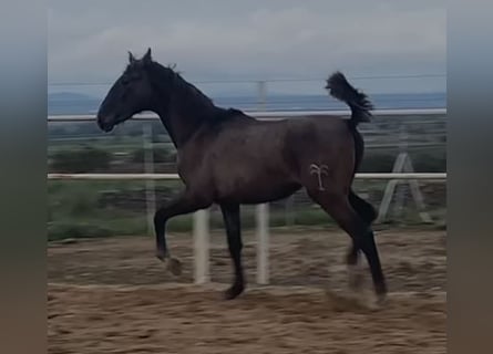 PRE, Wallach, 1 Jahr, 150 cm, Schimmel